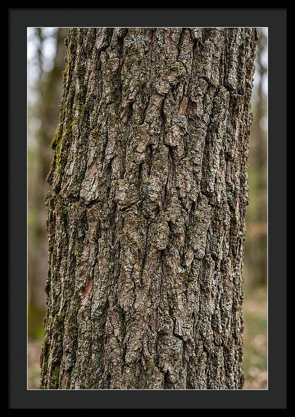 Texture Of Oak Bark