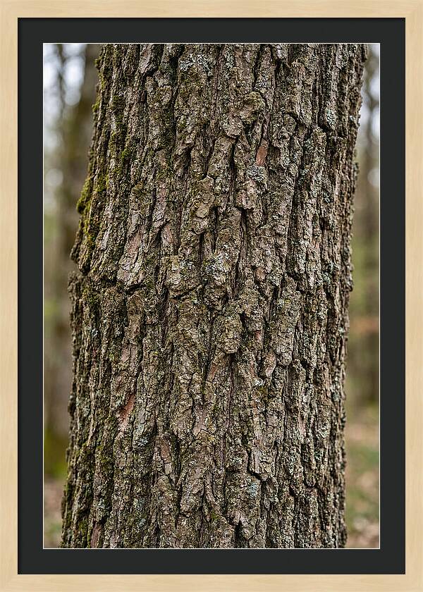 Texture Of Oak Bark