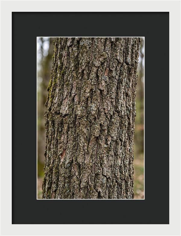 Texture Of Oak Bark