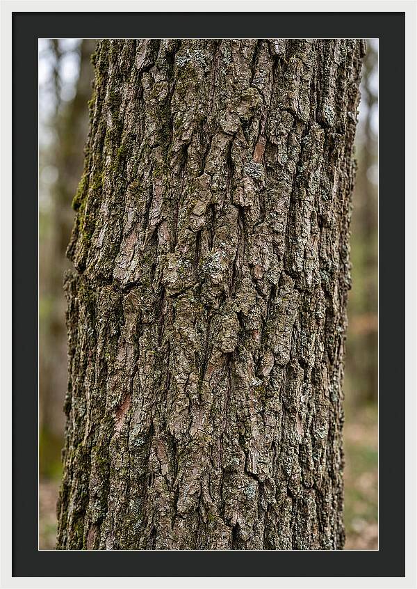 Texture Of Oak Bark