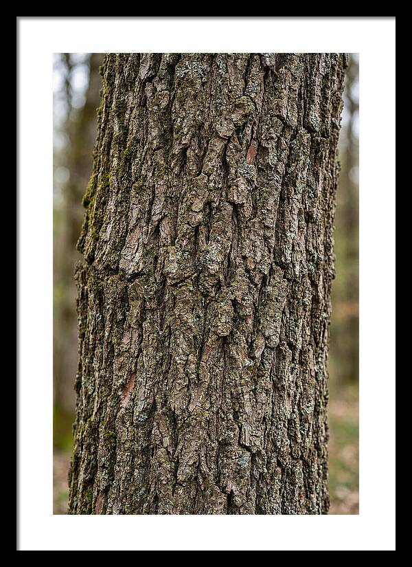 Texture Of Oak Bark