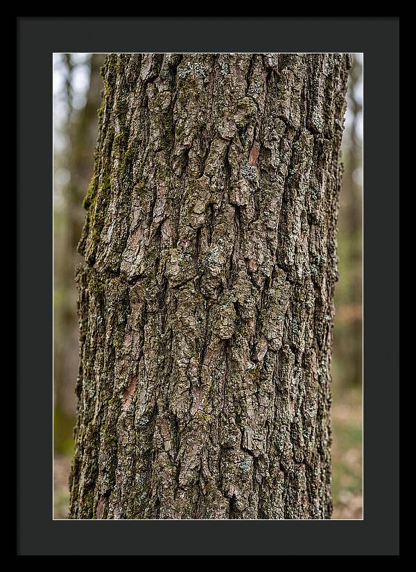 Texture Of Oak Bark