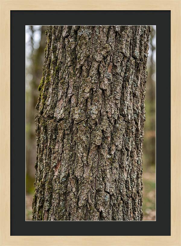 Texture Of Oak Bark