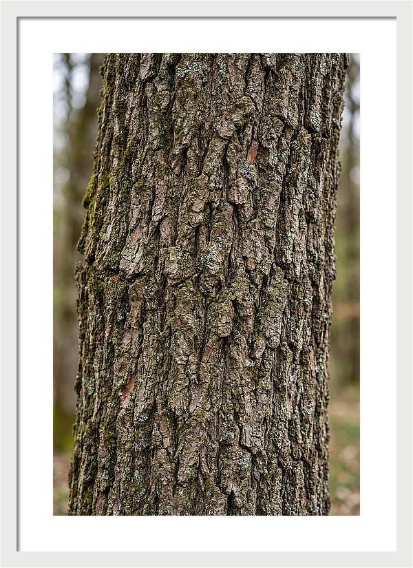 Texture Of Oak Bark
