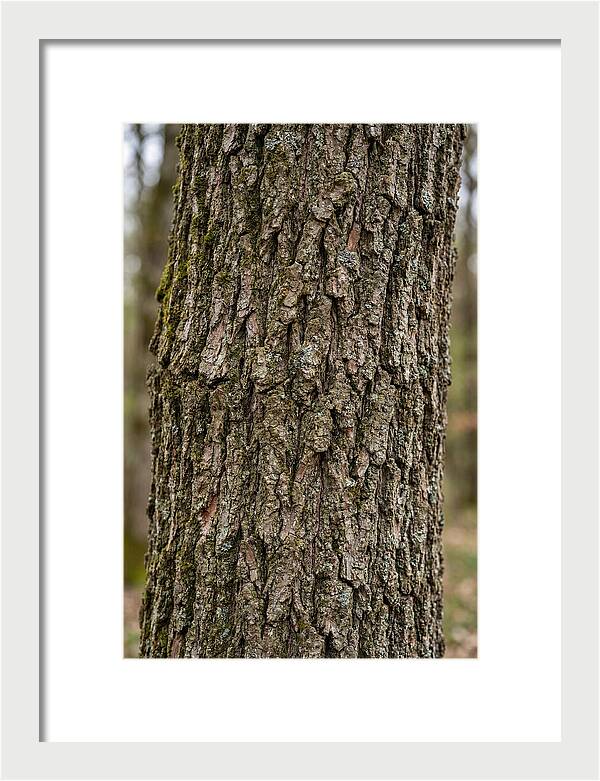 Texture Of Oak Bark