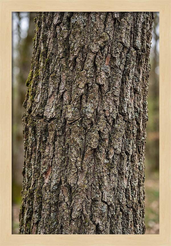Texture Of Oak Bark