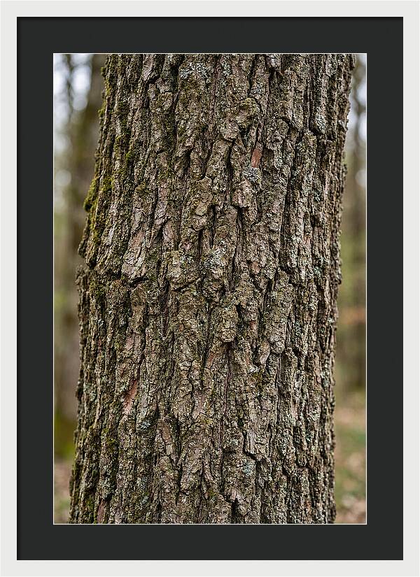 Texture Of Oak Bark