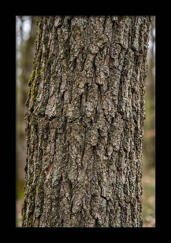 Texture Of Oak Bark