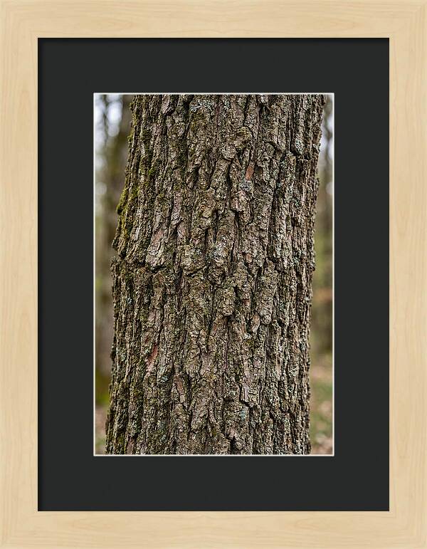 Texture Of Oak Bark