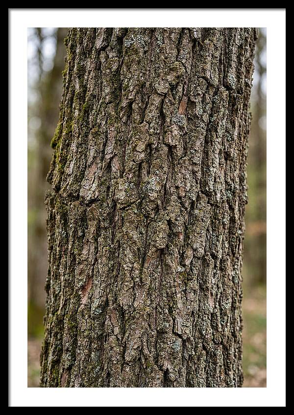 Texture Of Oak Bark
