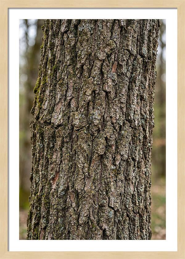Texture Of Oak Bark