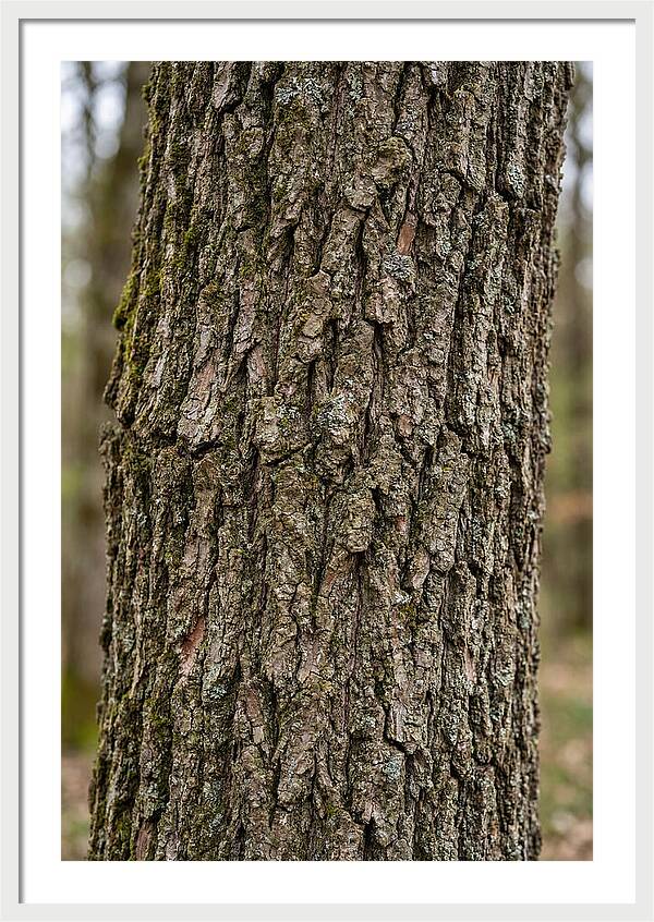 Texture Of Oak Bark