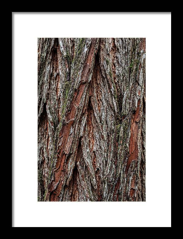 Texture Of Redwood Bark