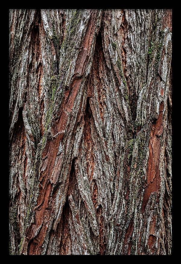 Texture Of Redwood Bark