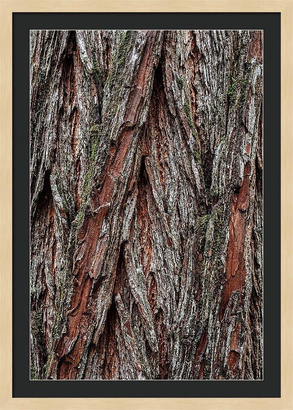 Texture Of Redwood Bark