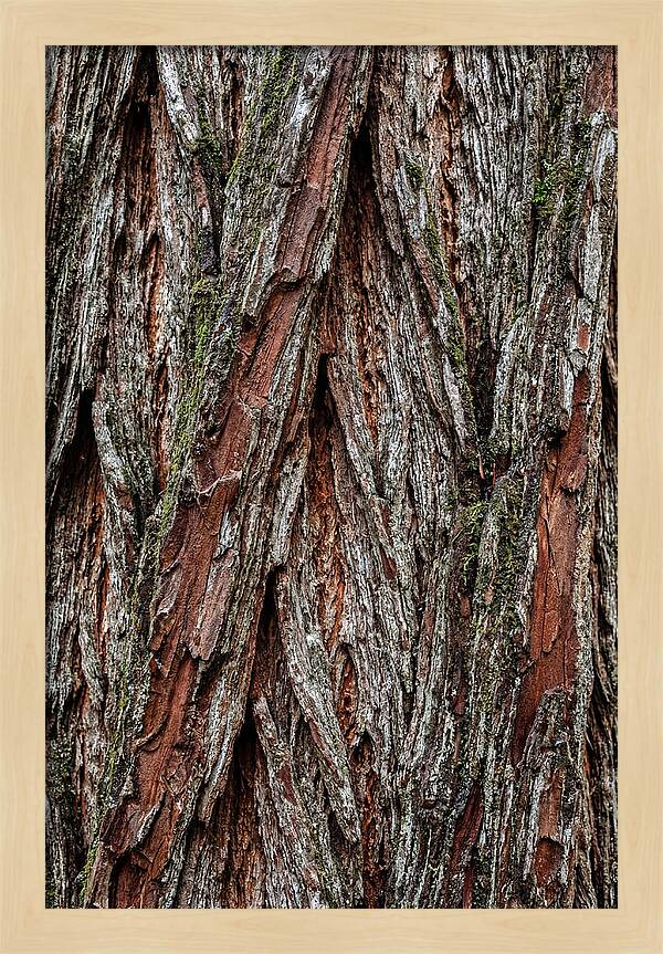 Texture Of Redwood Bark