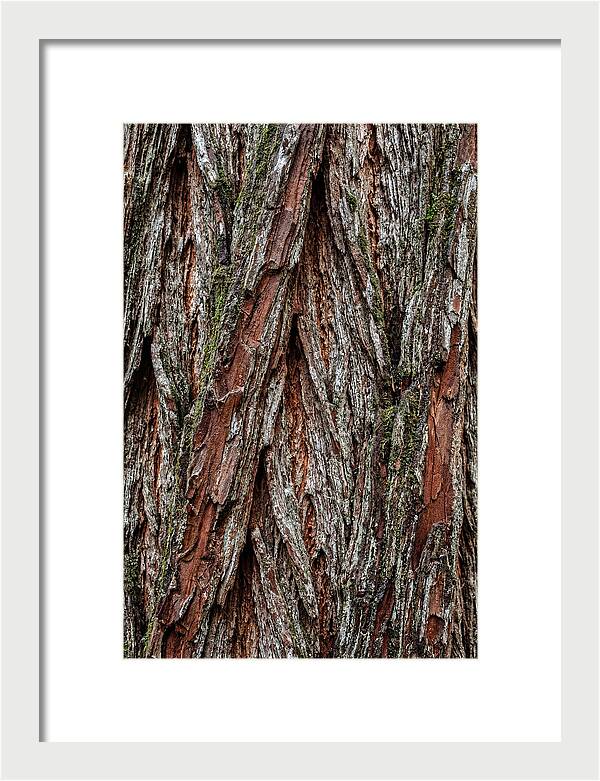 Texture Of Redwood Bark