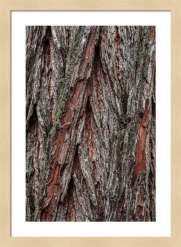 Texture Of Redwood Bark