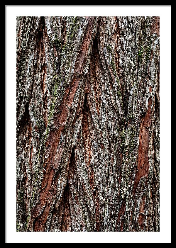 Texture Of Redwood Bark