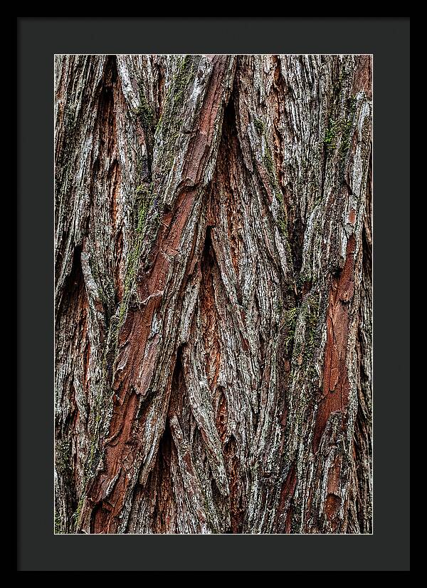 Texture Of Redwood Bark