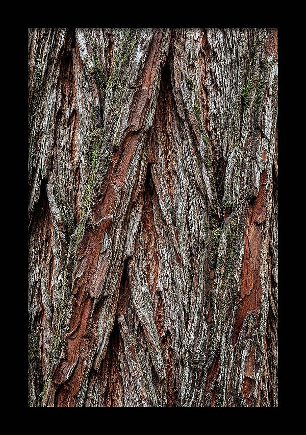 Texture Of Redwood Bark