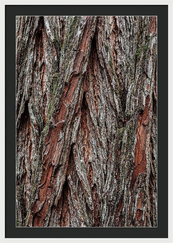 Texture Of Redwood Bark