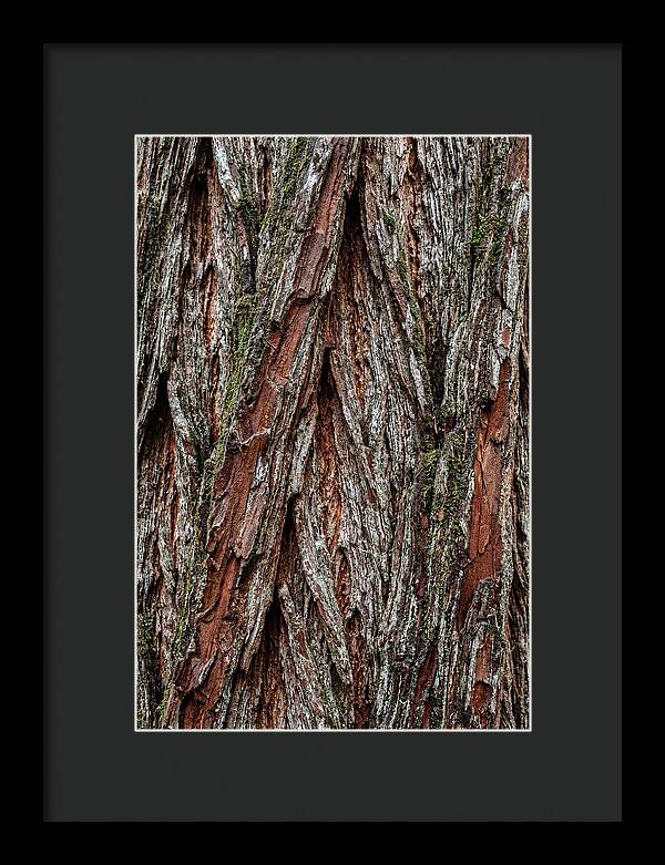 Texture Of Redwood Bark