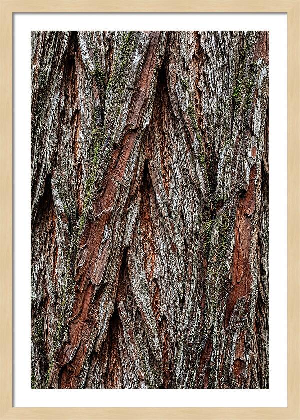 Texture Of Redwood Bark