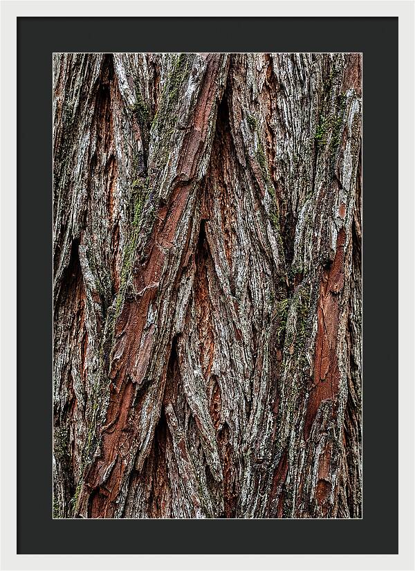 Texture Of Redwood Bark
