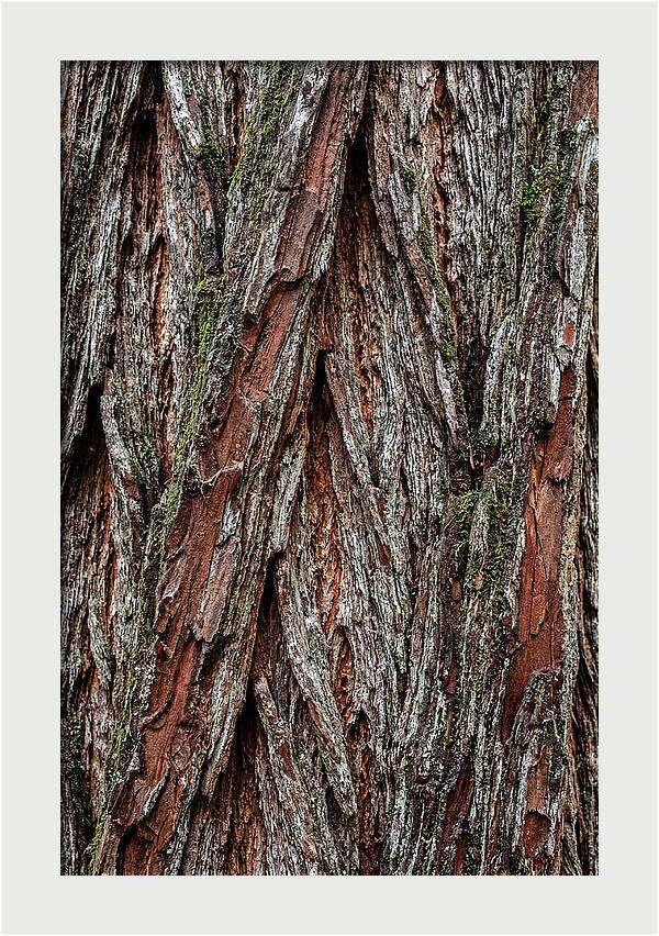 Texture Of Redwood Bark