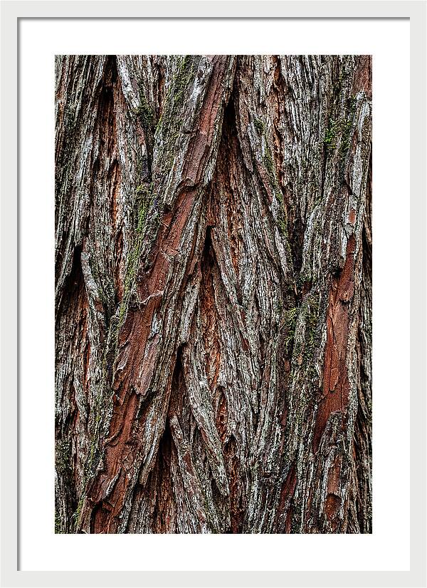 Texture Of Redwood Bark