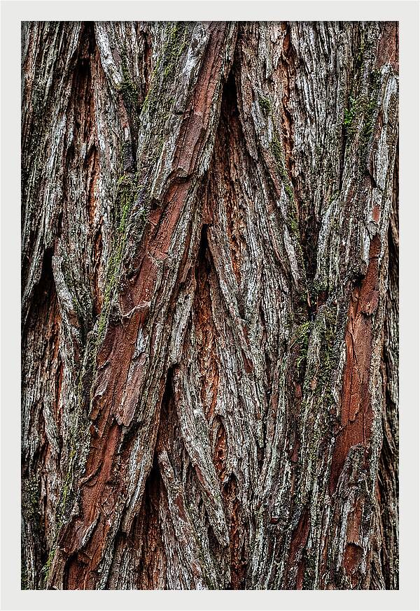 Texture Of Redwood Bark