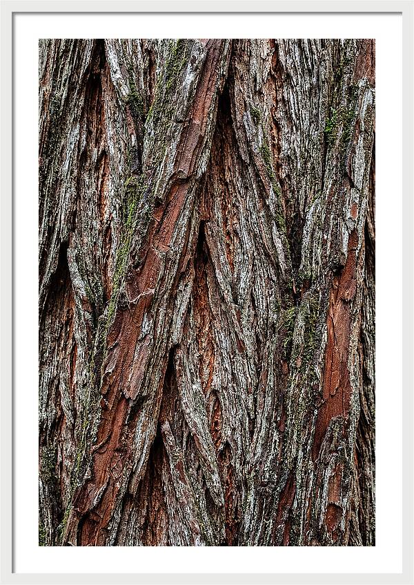 Texture Of Redwood Bark