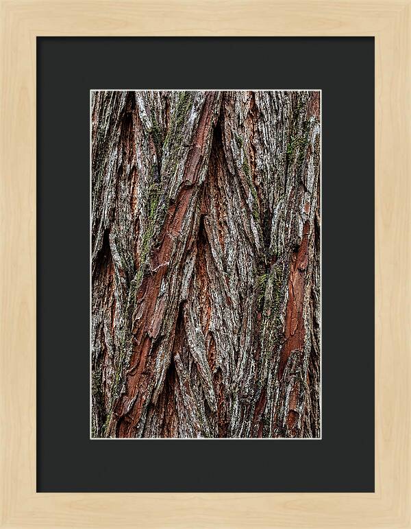 Texture Of Redwood Bark