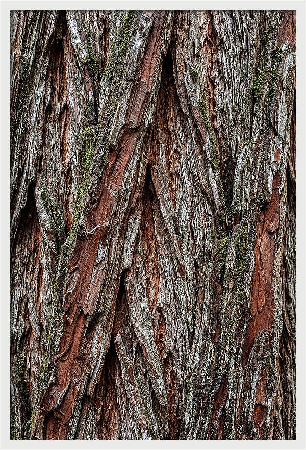Texture Of Redwood Bark
