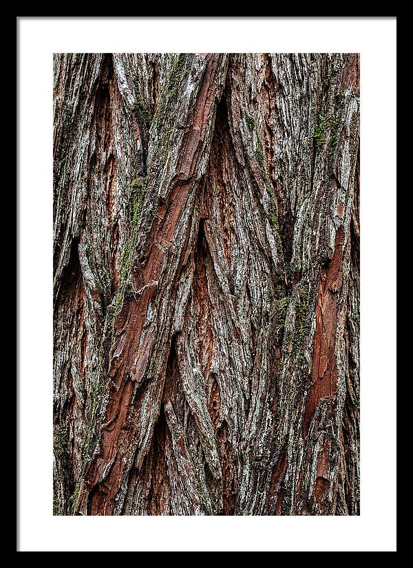 Texture Of Redwood Bark