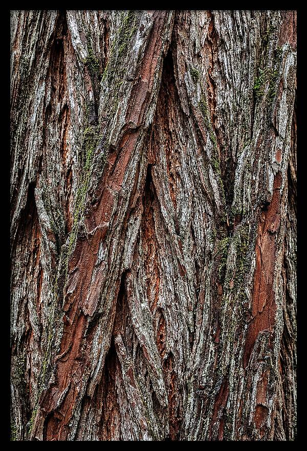Texture Of Redwood Bark