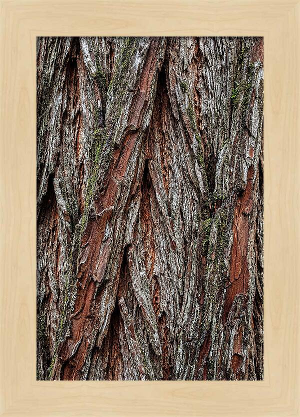 Texture Of Redwood Bark