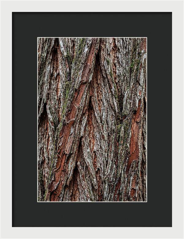 Texture Of Redwood Bark
