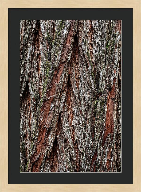 Texture Of Redwood Bark