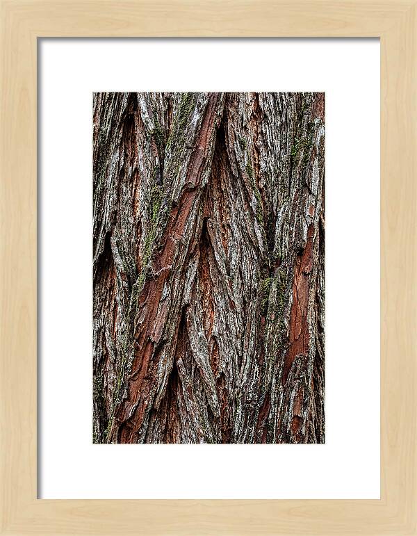 Texture Of Redwood Bark