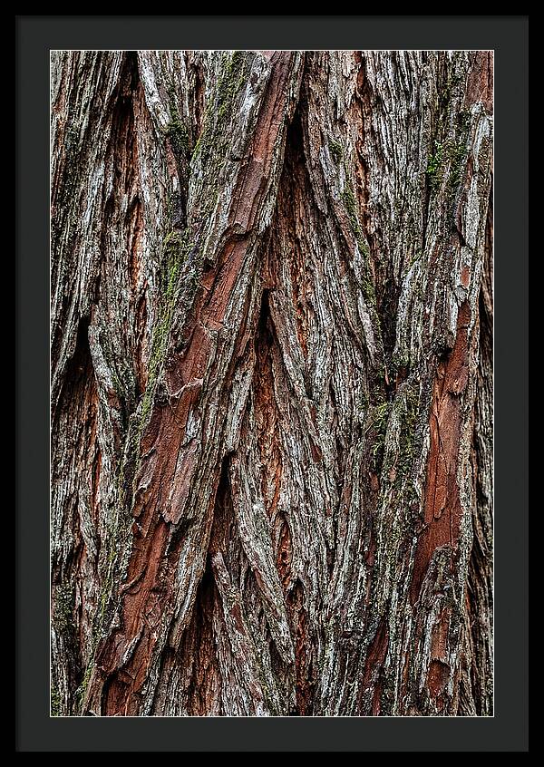 Texture Of Redwood Bark