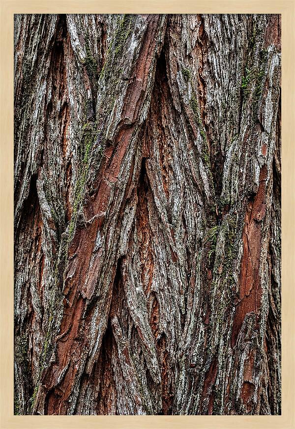 Texture Of Redwood Bark