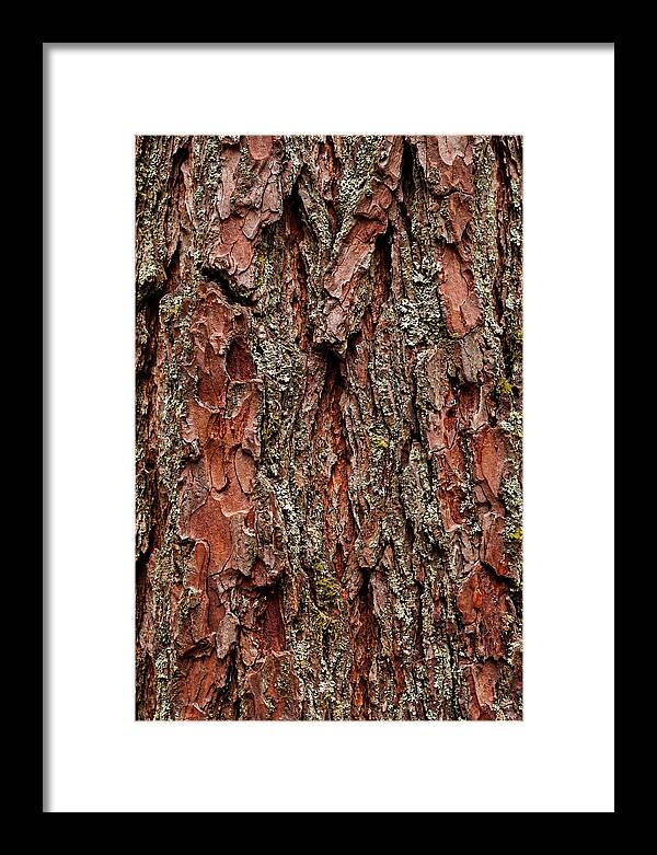 Textured Redwood Bark