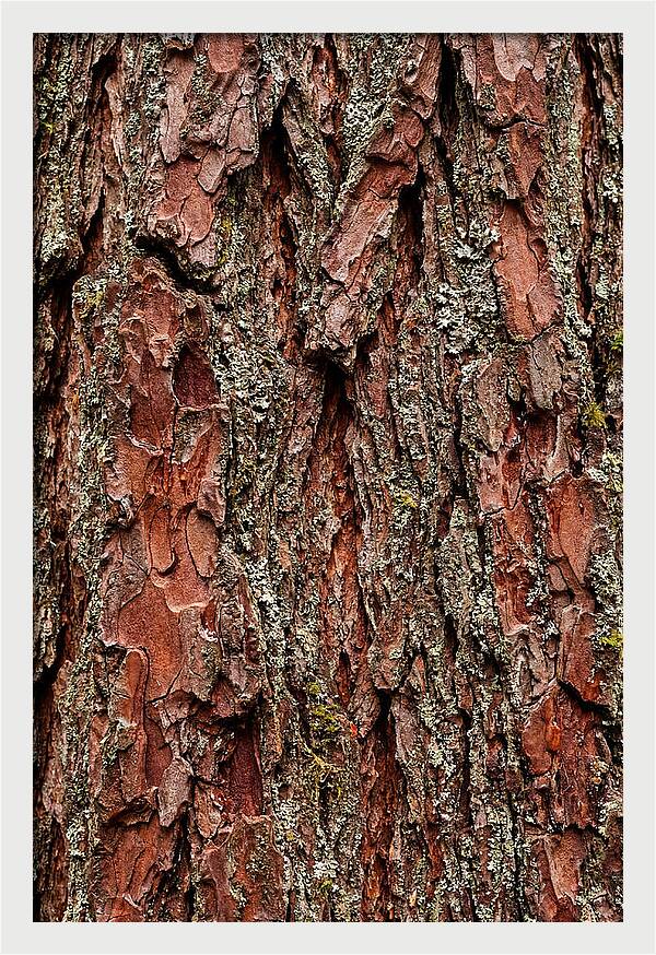 Textured Redwood Bark