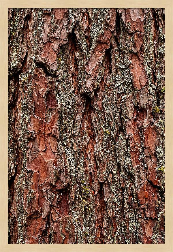 Textured Redwood Bark