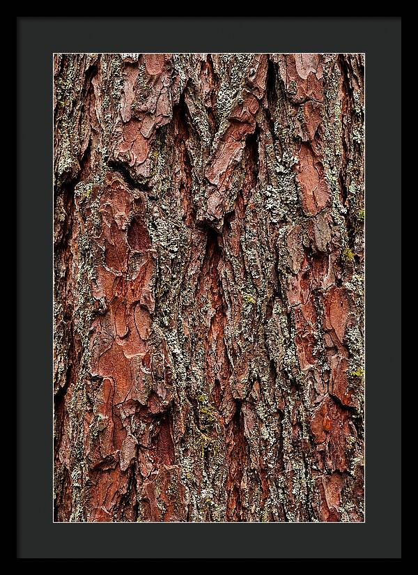 Textured Redwood Bark
