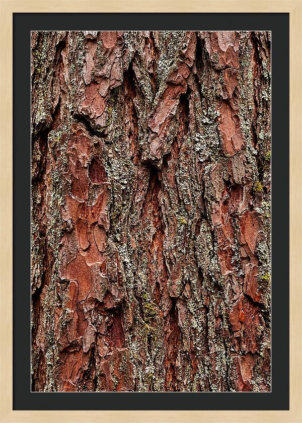 Textured Redwood Bark