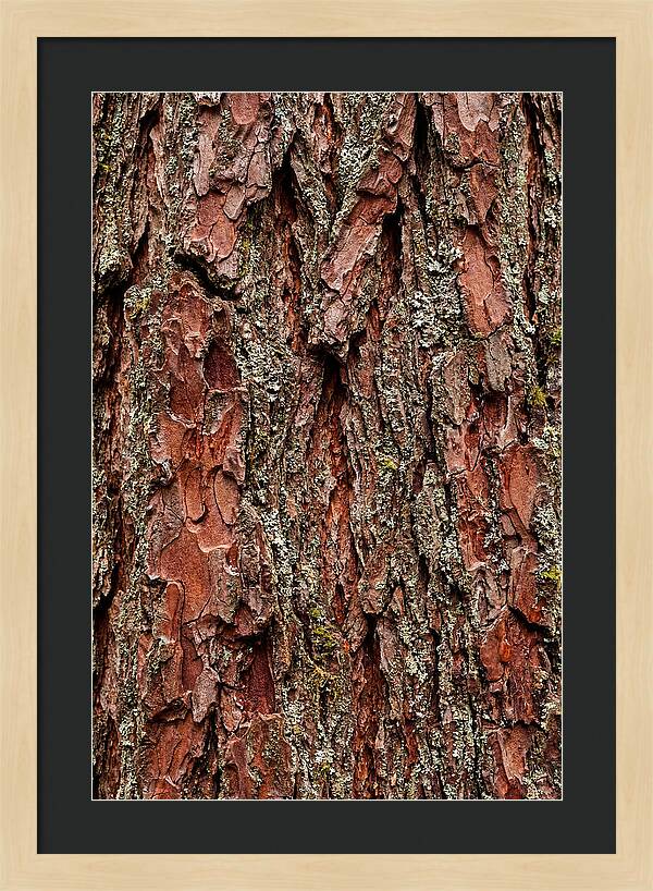 Textured Redwood Bark