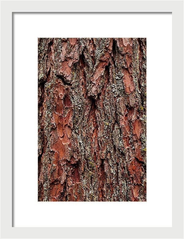 Textured Redwood Bark